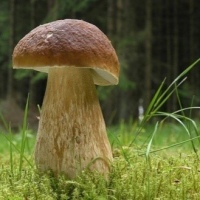 Крошка сушёного белого гриба мелкая